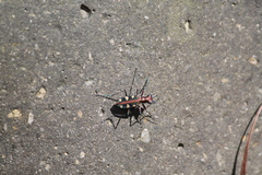 Cosmodela aurulenta aurulenta