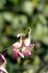 Lathyrus sylvestris