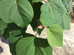 Mallotus japonicus