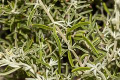 Chenopodium wilsonii
