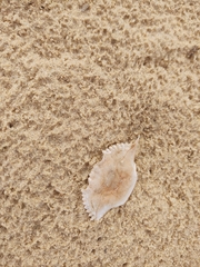 Portunidae