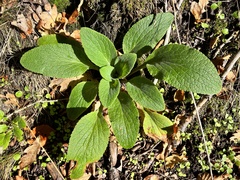 Digitalis purpurea