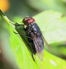 Calliphora