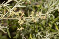 Chenopodium wilsonii