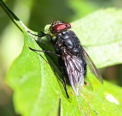 Calliphora