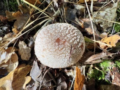 Amanita rubescens