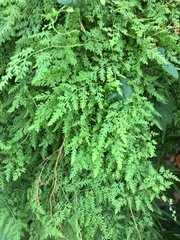 Lygodium japonicum