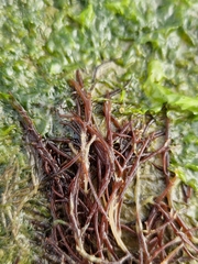 Rhodophyta