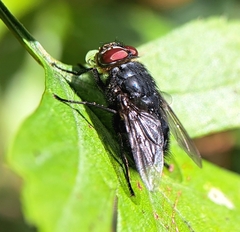 Calliphora