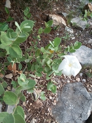 Mandevilla macrosiphon