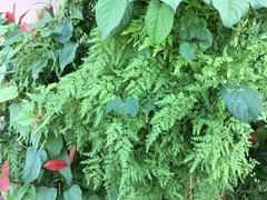Lygodium japonicum