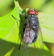 Calliphora