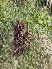 Rhodophyta
