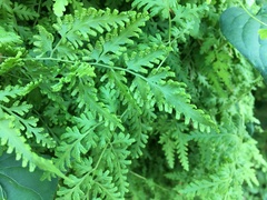 Lygodium japonicum