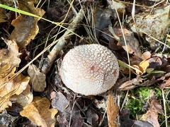 Amanita rubescens