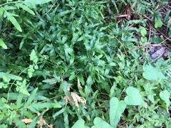 Lygodium japonicum