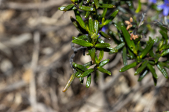 Halgania andromedifolia
