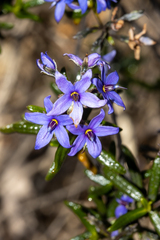 Halgania andromedifolia