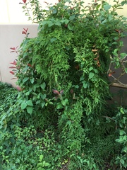 Lygodium japonicum