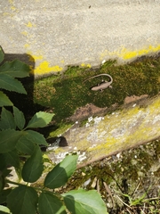 Podarcis muralis