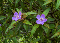 Melastoma malabathricum