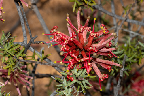Grevillea huegelii Meisn.