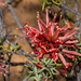 Grevillea huegelii - Photo (c) Tim Hammer,  זכויות יוצרים חלקיות (CC BY), הועלה על ידי Tim Hammer