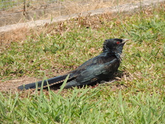 Eudynamys orientalis