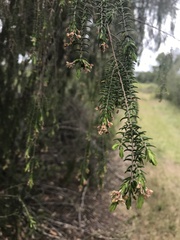 Passerina falcifolia