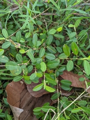 Alysicarpus vaginalis