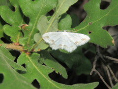 Scopula ornata