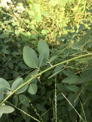 Fabaceae