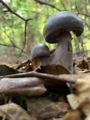 Cortinarius salor