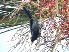 Eudynamys orientalis