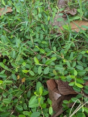 Alysicarpus vaginalis