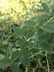 Fabaceae