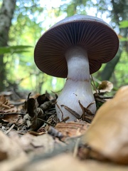 Cortinarius salor