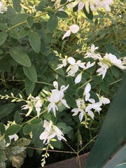 Fabaceae
