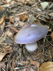 Cortinarius salor