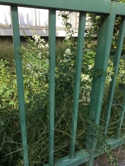 Fabaceae