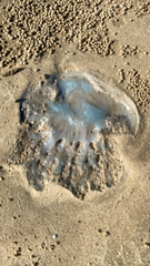 Dactyliophorae