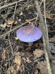 Cortinarius salor