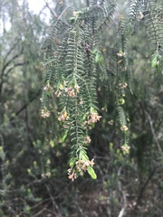 Passerina falcifolia