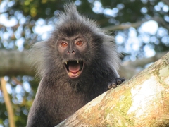 Trachypithecus selangorensis