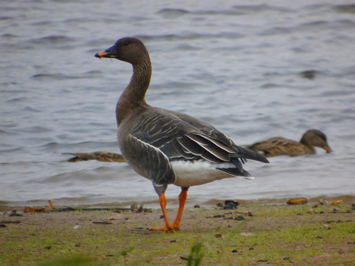 Taiga Bean Goose, photo 5 of 8