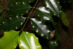 Syzygium unipunctatum