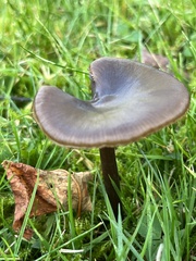 Entoloma