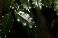 Syzygium unipunctatum