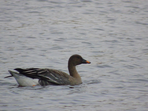 Taiga Bean Goose, photo 4 of 8