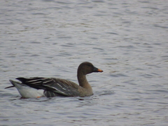 Taiga Bean Goose photo 4